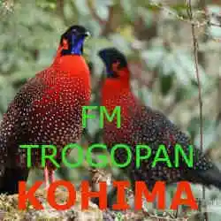 FM Tragopan Kohima Live